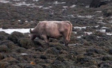 Seaweed as animal food